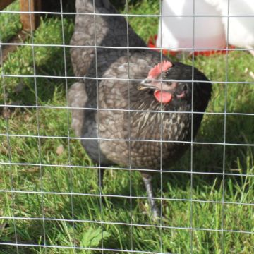 Light Aviary Welded Mesh 13mm x 13mm x 30m 90cm x 1.00mm gauge