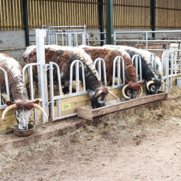 Tombstone feed fence